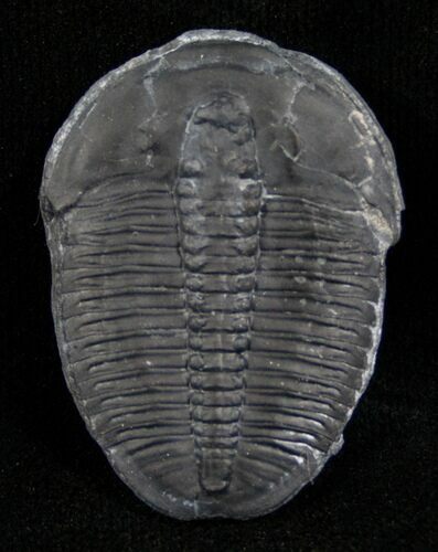 Elrathia Trilobite - Utah #6688